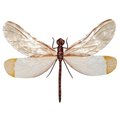 Eco Style Home Eangee Home Design esh118 Dragonfly Wall Decor White & Brown m4012